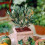 (Default) Olive Tree Mini Standard plant in 13cm pot 20cm tall 3