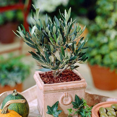 (Default) Olive Tree Mini Standard plant in 13cm pot 20cm tall 2