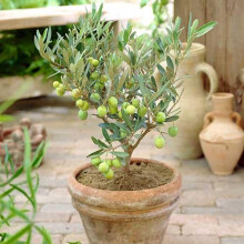 (Default) Olive Tree Mini Standard plant in 13cm pot 20cm tall