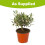 (Default) Olive Tree Mini Standard plant in 13cm pot 20cm tall 2