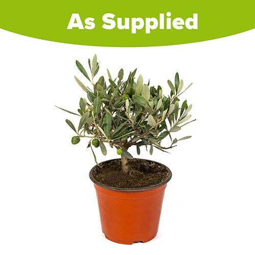 (Default) Olive Tree Mini Standard plant in 13cm pot 20cm tall 1
