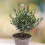 (Default) Olive Tree Mini Standard plant in 13cm pot 20cm tall 5