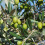 (Default) Olive Tree Mini Standard plant in 13cm pot 20cm tall 4