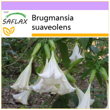 SAFLAX - Engelstrompete / Weiß - Brugmansia - 10 Samen