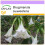 SAFLAX  - Engelstrompete / Weiß - Brugmansia - 10 Samen 1