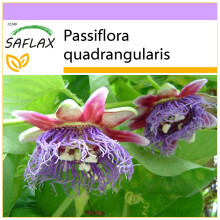 SAFLAX  - Königsgranadilla - Passiflora - 12 Samen