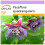 SAFLAX  - Königsgranadilla - Passiflora - 12 Samen 1