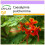 SAFLAX  - Pfauenstrauch - Caesalpinia - 10 Samen 1