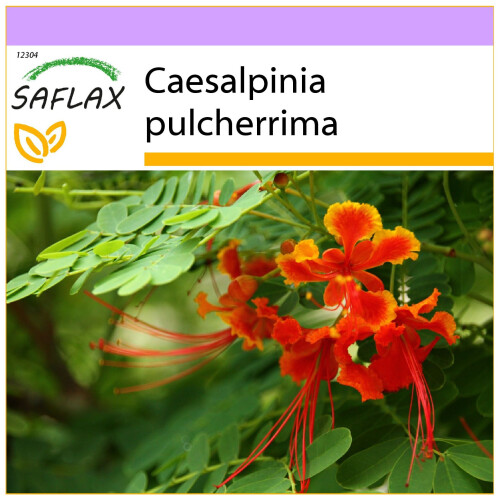 SAFLAX  - Pfauenstrauch - Caesalpinia - 10 Samen