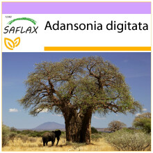 SAFLAX - African Monkey Bread Tree - 6 seeds - Adansonia digitata