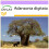 SAFLAX - African Monkey Bread Tree - 6 seeds  - Adansonia digitata 1