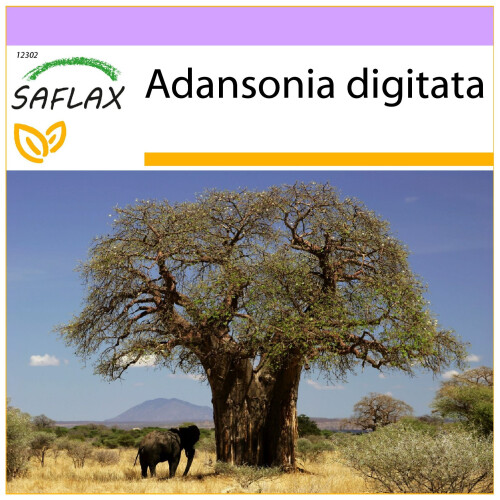 SAFLAX - African Monkey Bread Tree - 6 seeds  - Adansonia digitata
