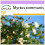 SAFLAX  - Echte Myrte - Myrtus - 30 Samen 1