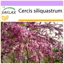 SAFLAX  - Liebesbaum - Cercis - 60 Samen