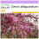 SAFLAX  - Liebesbaum - Cercis - 60 Samen 1