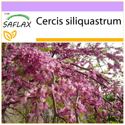 SAFLAX  - Liebesbaum - Cercis - 60 Samen