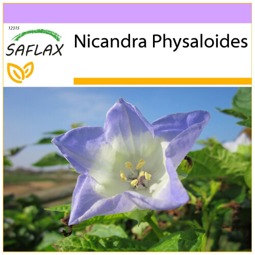 SAFLAX  - Lampionblume - Nicandra - 100 Samen
