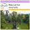 SAFLAX  - Flaschenbaum - Beaucarnea - 10 Samen 1