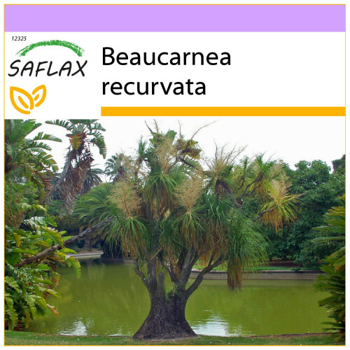 SAFLAX  - Flaschenbaum - Beaucarnea - 10 Samen