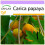 SAFLAX  - Papaya - Carica - 30 Samen 1