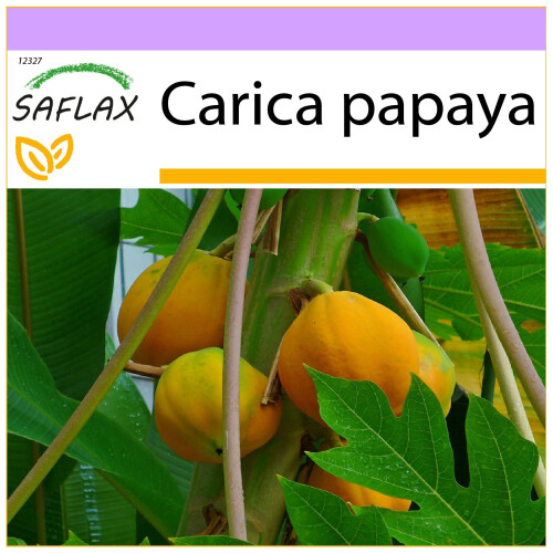 SAFLAX  - Papaya - Carica - 30 Samen