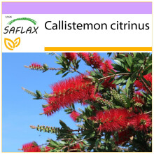 SAFLAX - Lampenputzer - Callistemon - 400 Samen