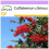 SAFLAX  - Lampenputzer - Callistemon - 400 Samen 1