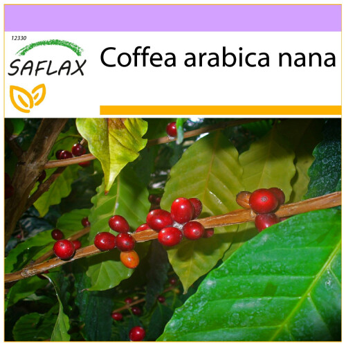 SAFLAX  - Zwergkaffee - Coffea - 8 Samen