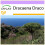SAFLAX - Dragon Tree - 5 seeds  - Dracaena Draco 1