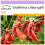 SAFLAX  - Korallenstrauch - Erythrina - 6 Samen 1