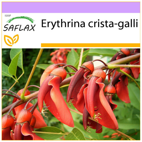 SAFLAX  - Korallenstrauch - Erythrina - 6 Samen