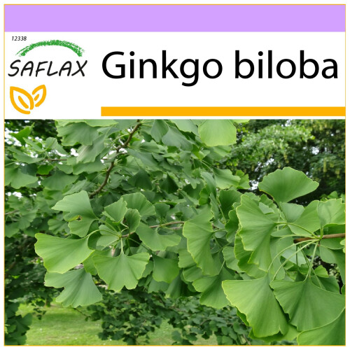 SAFLAX  - Ginkgo - Ginkgo - 4 Samen