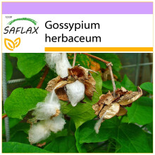 SAFLAX  - Topfbaumwolle - Gossypium - 12 Samen