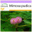 SAFLAX  - Mimose - Mimosa - 70 Samen 1