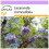 SAFLAX  - Jacaranda - Jacaranda - 50 Samen 1