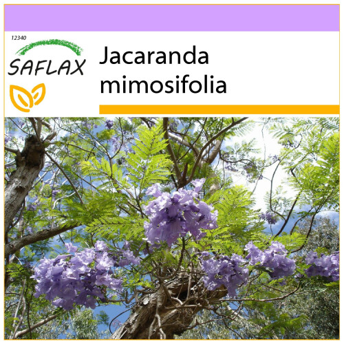 SAFLAX  - Jacaranda - Jacaranda - 50 Samen