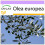 SAFLAX  - Ölbaum - Olea - 20 Samen 1