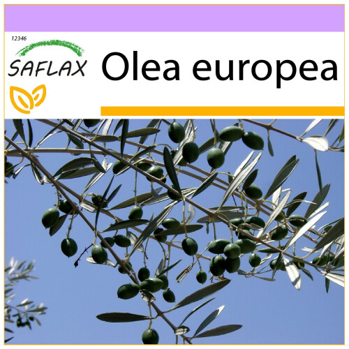 SAFLAX  - Ölbaum - Olea - 20 Samen