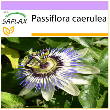 SAFLAX - Passion Flower - 25 seeds - Passiflora caerulea