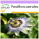 SAFLAX  - Passionsblume - Passiflora - 25 Samen 1