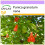 SAFLAX  - Zwerg - Granatapfel - Punica - 50 Samen 1