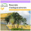 SAFLAX  - Arbre du voyageur - 8 graines - Ravenala 1