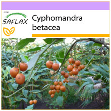 SAFLAX  - Tamarillo - Cyphomandra - 50 Samen