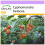 SAFLAX  - Tamarillo - Cyphomandra - 50 Samen 1