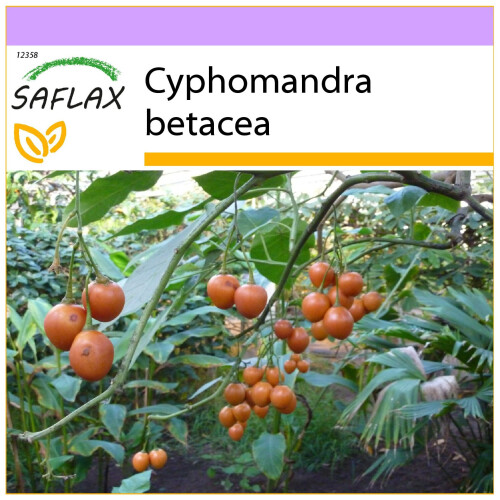 SAFLAX  - Tamarillo - Cyphomandra - 50 Samen