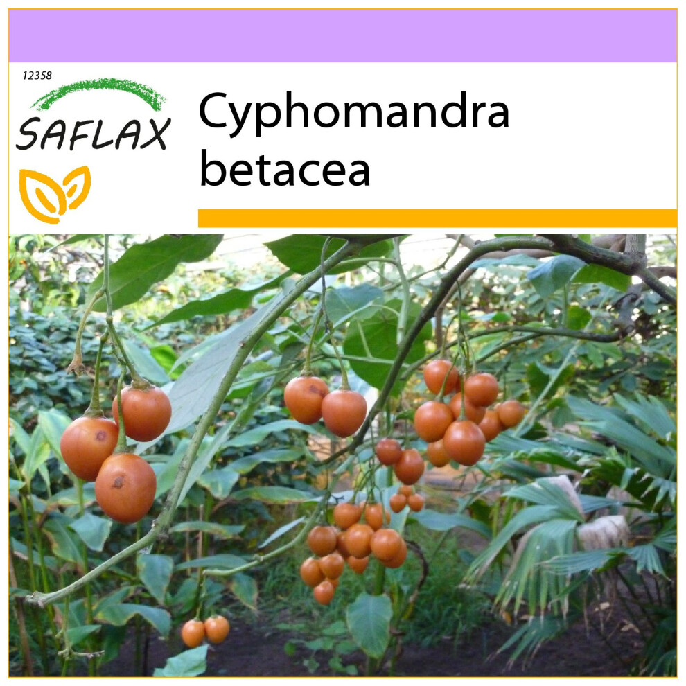 Saflax - Tamarillo - 50 Seeds - Cyphomandra Betacea