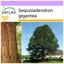 SAFLAX - Berg - Mammutbaum - Sequoiadendron - 50 Samen