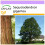 SAFLAX  - Berg - Mammutbaum - Sequoiadendron - 50 Samen 1