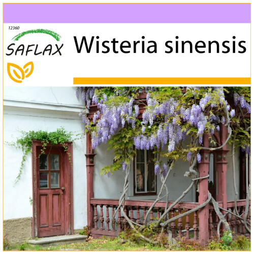 SAFLAX  - Blauregen - Wisteria - 4 Samen