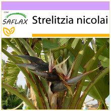 SAFLAX  - Paradiesvogelblume - Strelitzia - 5 Samen